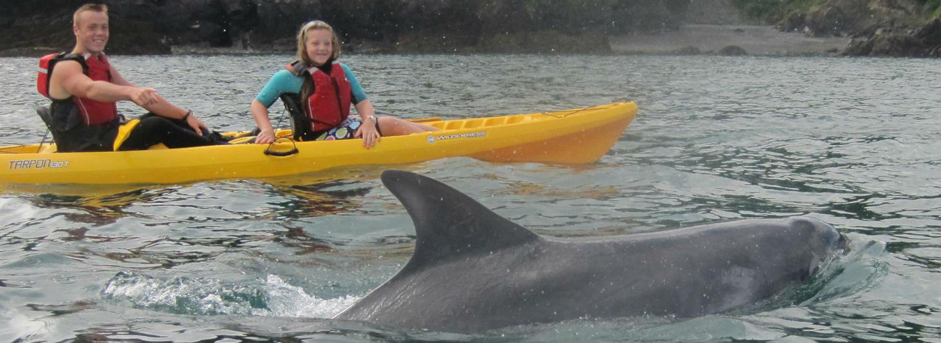 Stand Up Paddleboard & Kayak hire in North Devon, see Dolphins from Watermouth Cove