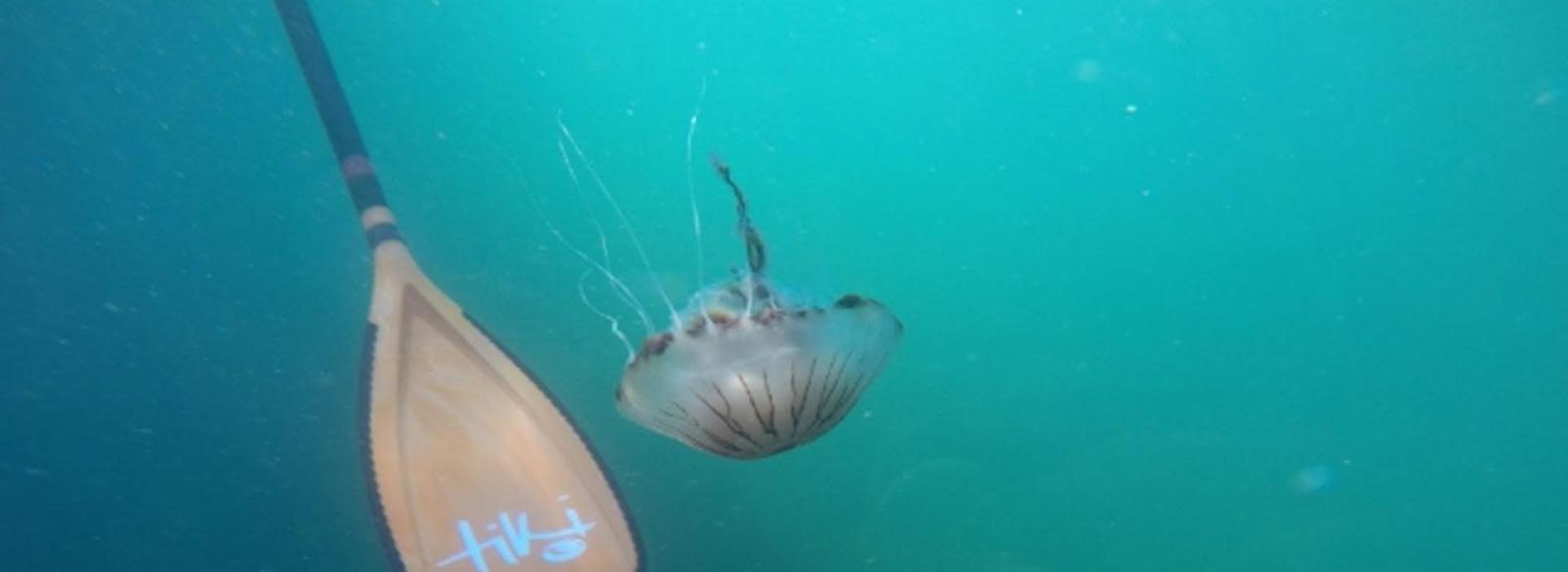 tiki, paddle board, jelly fish, north devon,